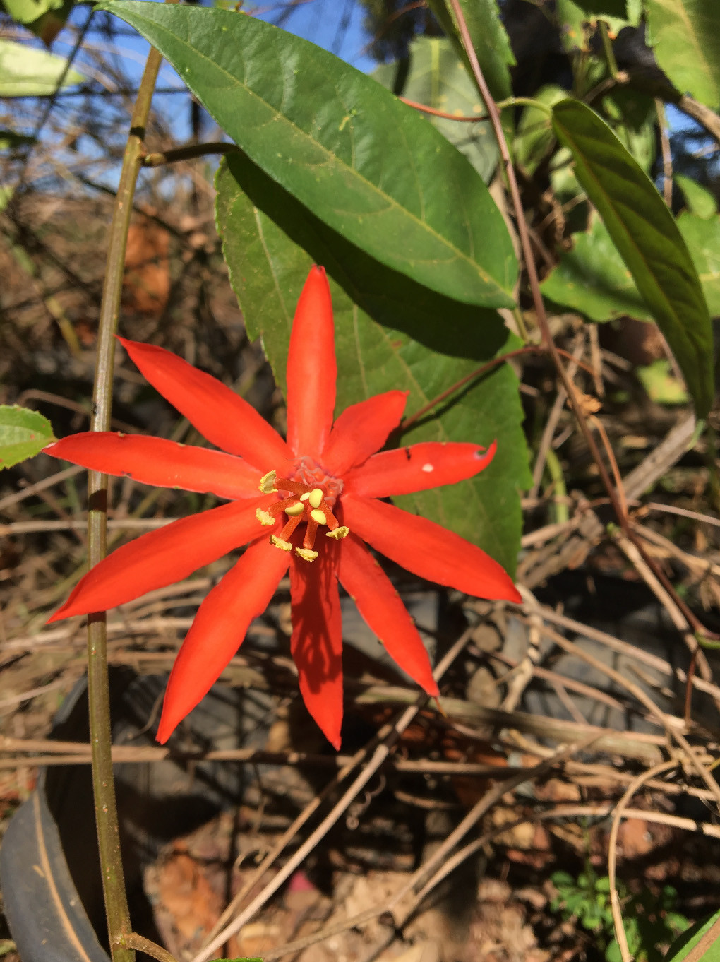Passiflora Cristalina, a red-flowered species of passion flower