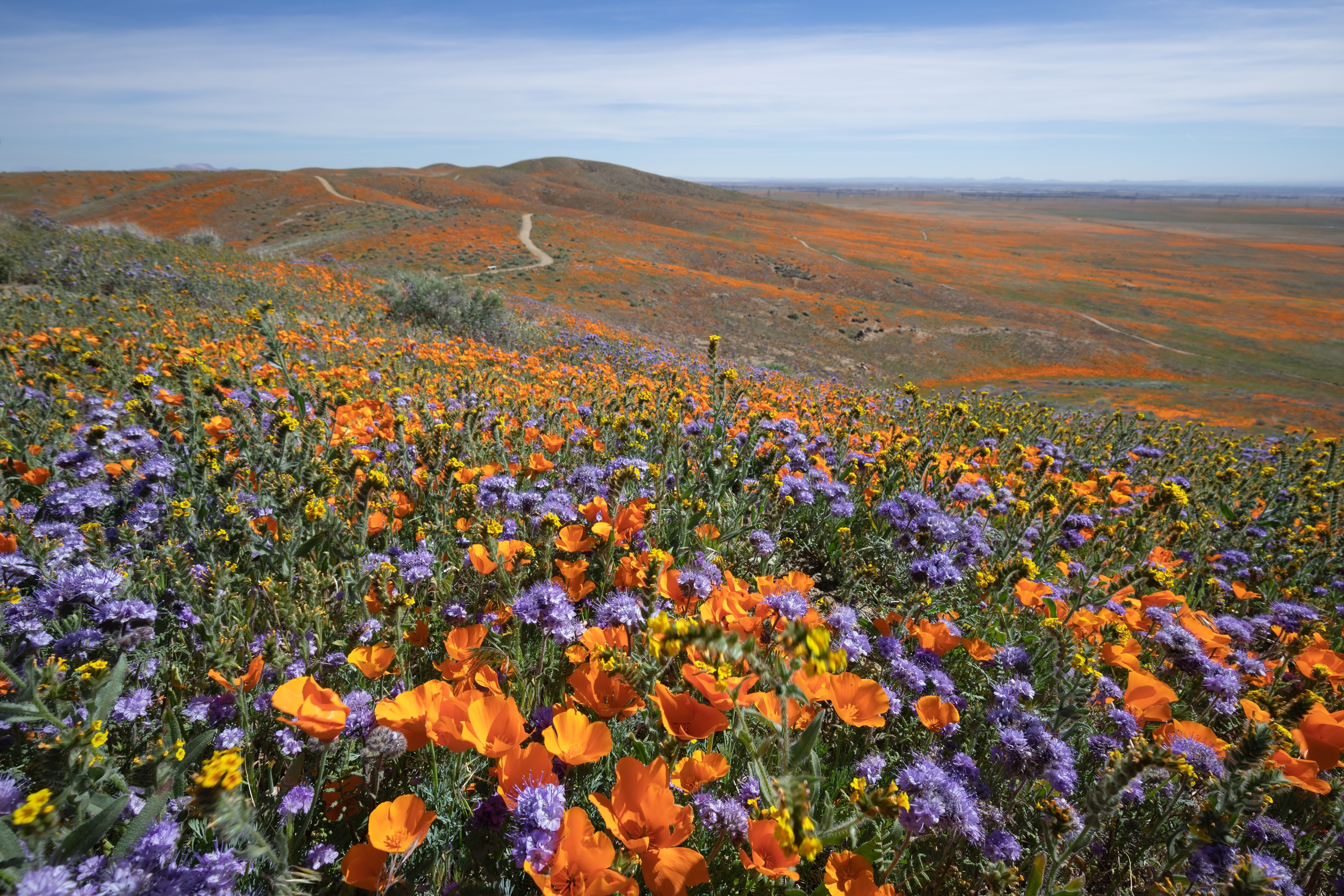 Antelope Valley California Poppy Reserve