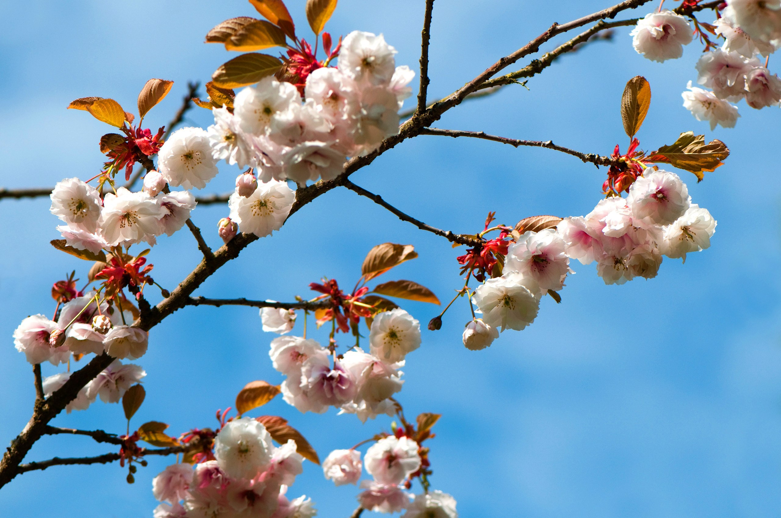 Japanese flowering cherries at Westonbirt Arboretum, capturing the beauty of spring in the Cotswolds