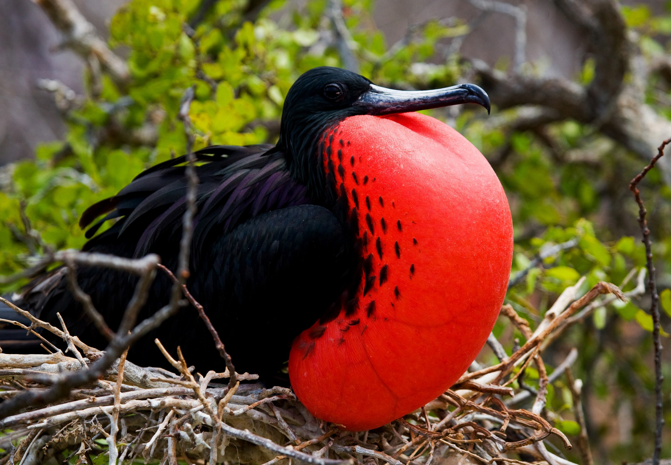 A frigatebird in the Galapagos, one of the best places to go on holiday in March