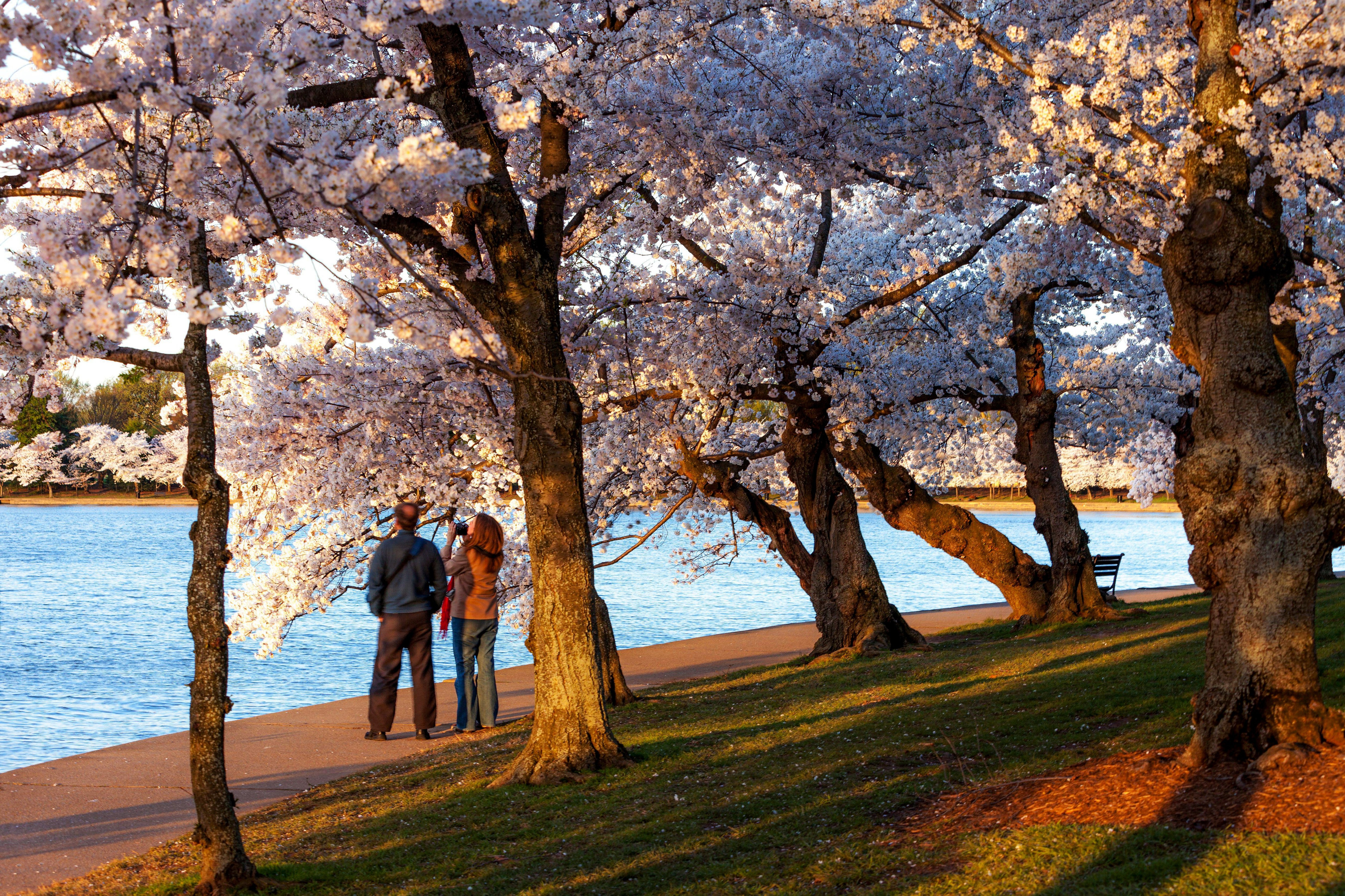The cherry trees around the Jefferson Memorial Tidal Basin in Washington DC, one of the best places to go on holiday in March
