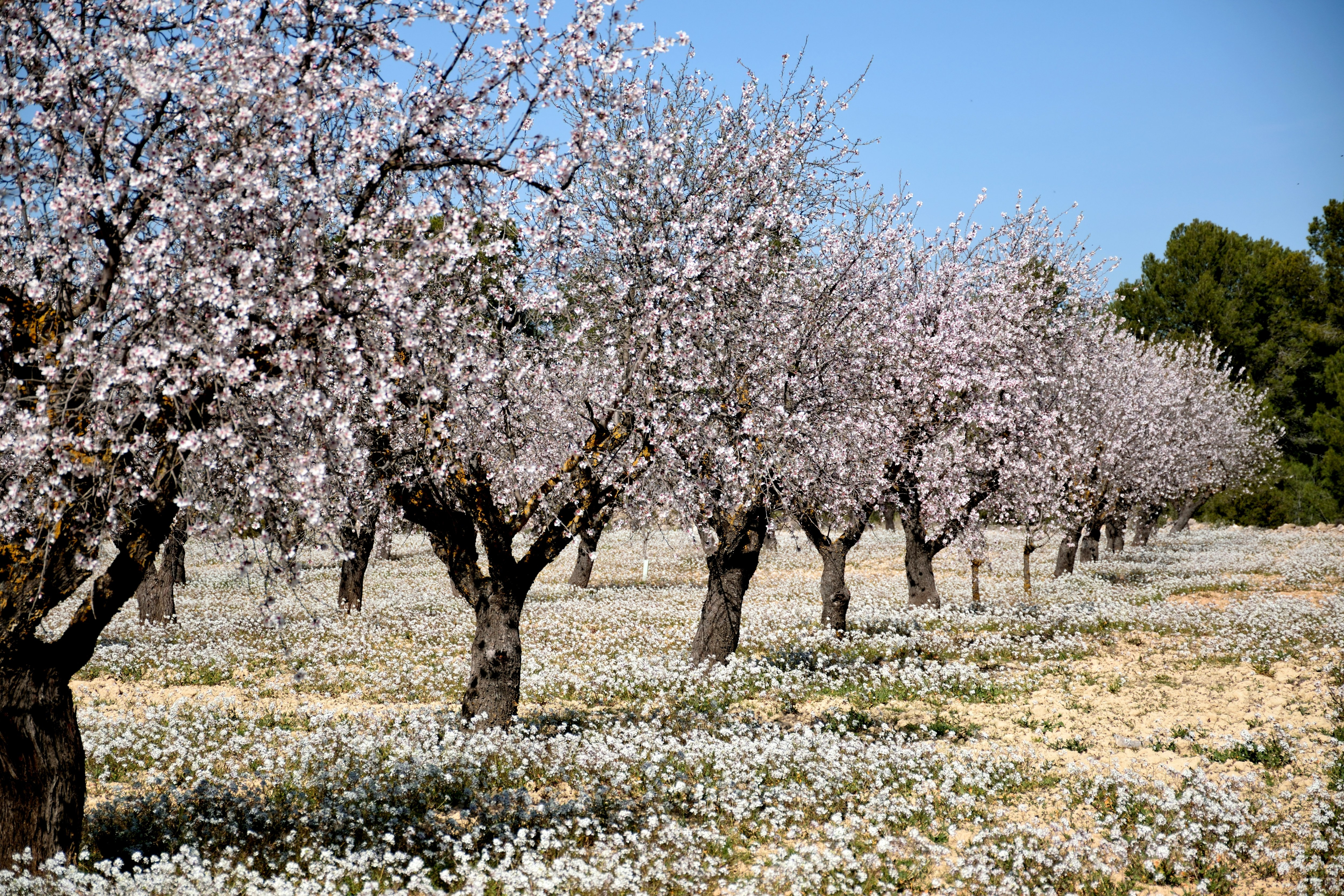 Almond trees in Villalpardo