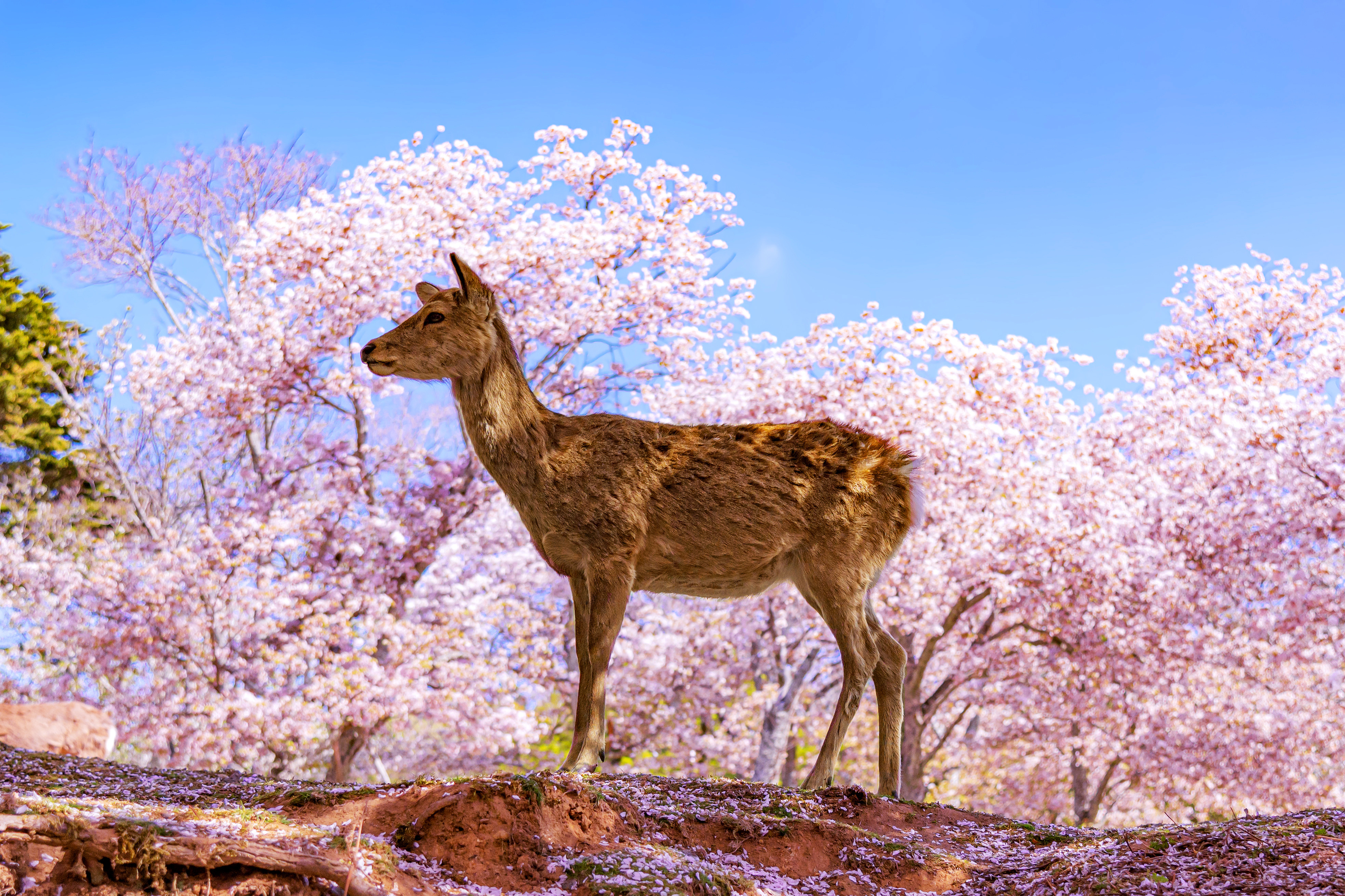 Nara Park, Japan during cherry blossom season, with serene temples and vibrant blooms