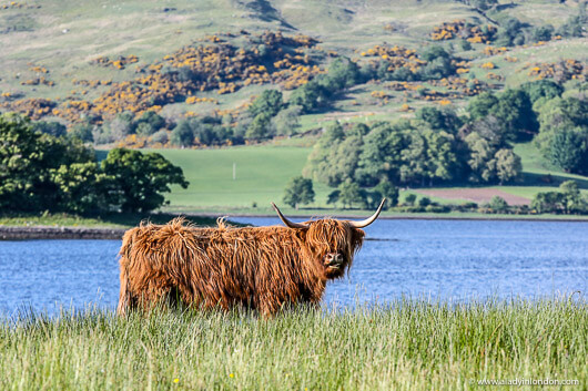 Highland Cow