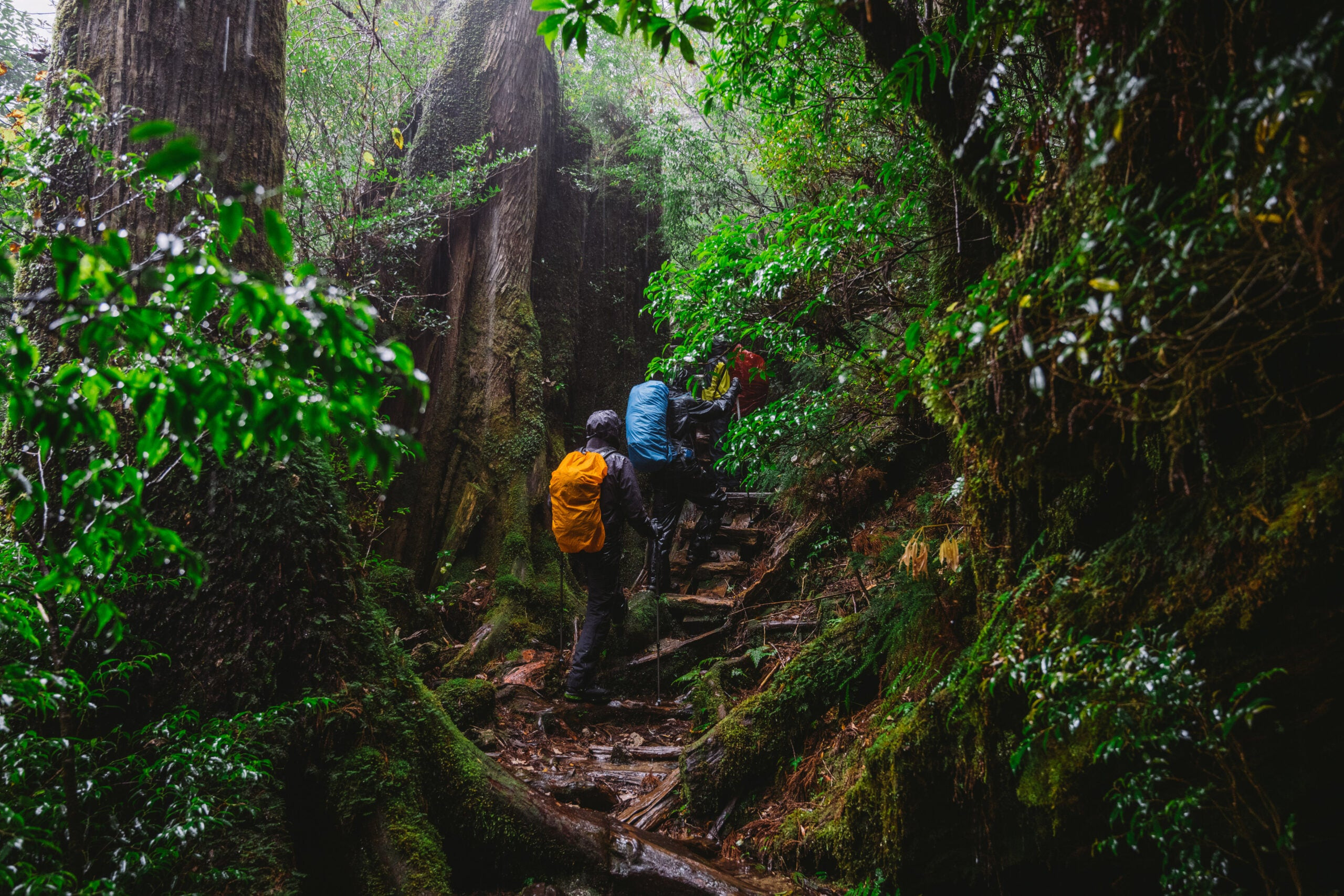 Hiking Trails in Yakushima