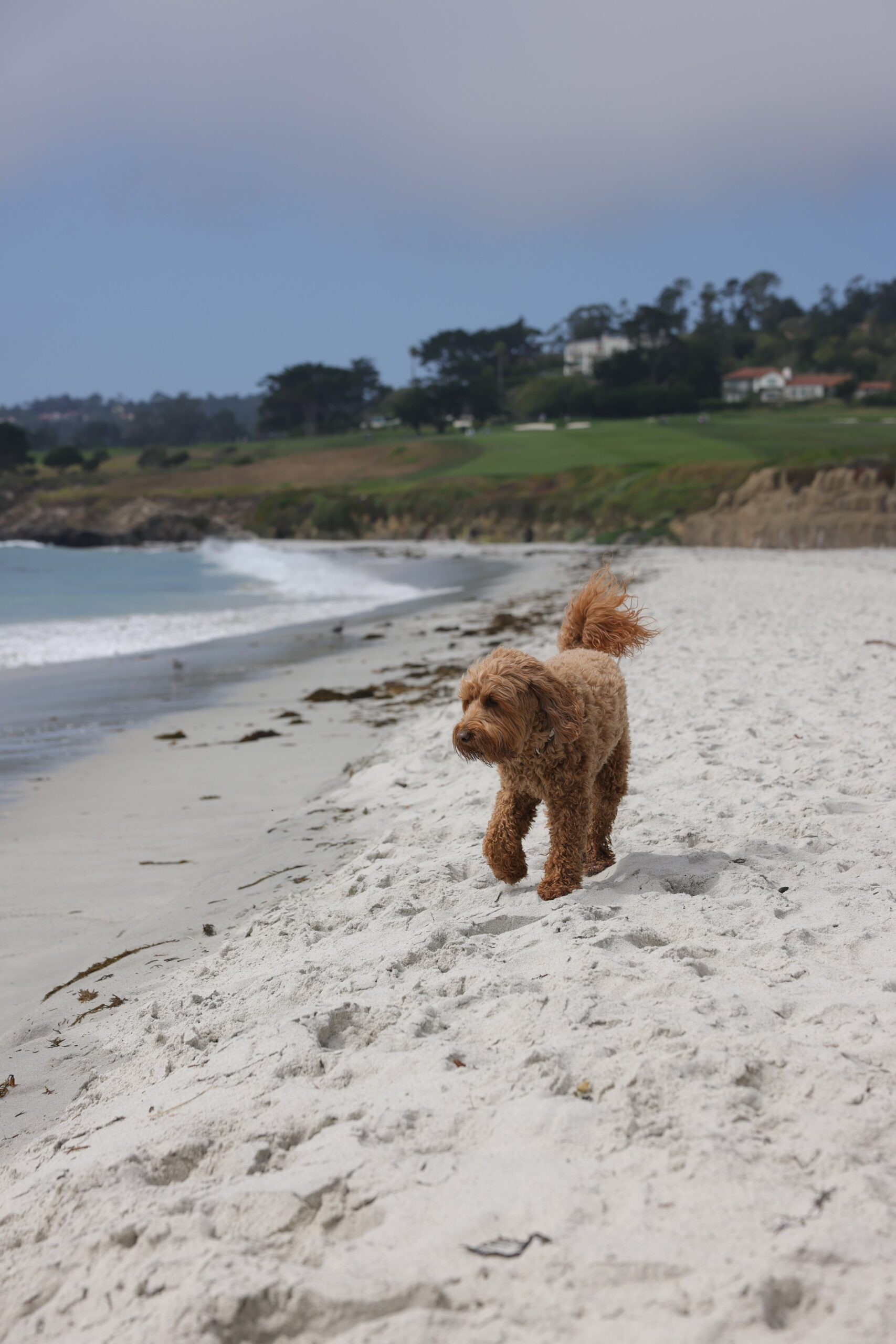 Dog on Carmel Beach