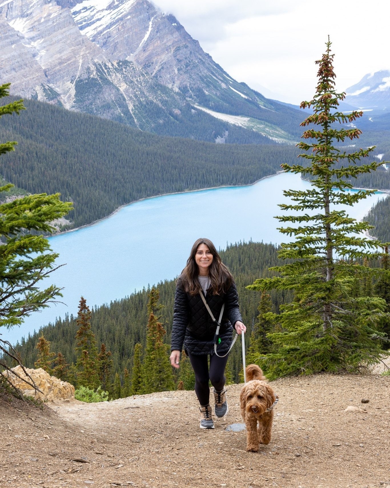 Dog in Banff National Park