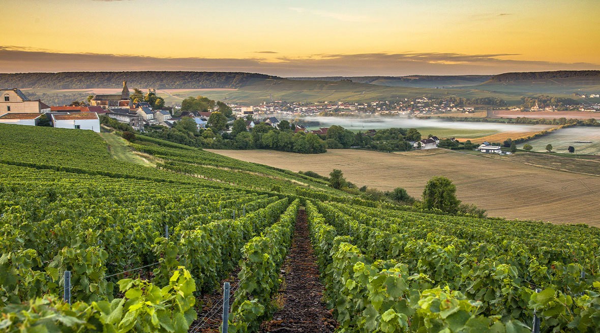 Lush green vineyard with hills and fields