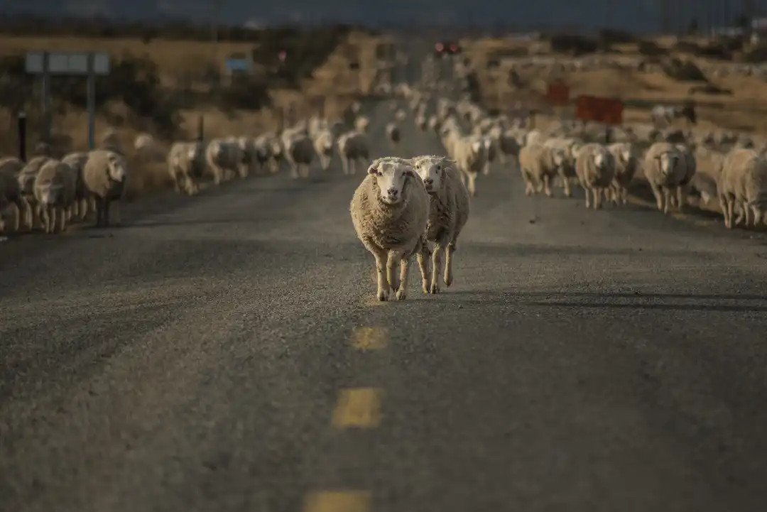 Sheep on the Road on the border of Chile and Argentina