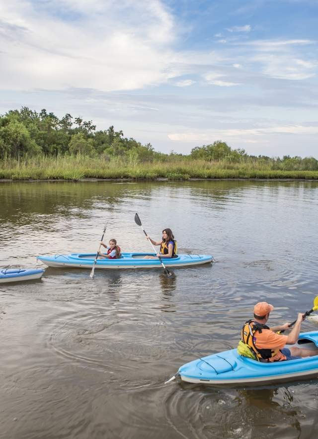 Kayakers navigate the serene delta waters under a sunny sky