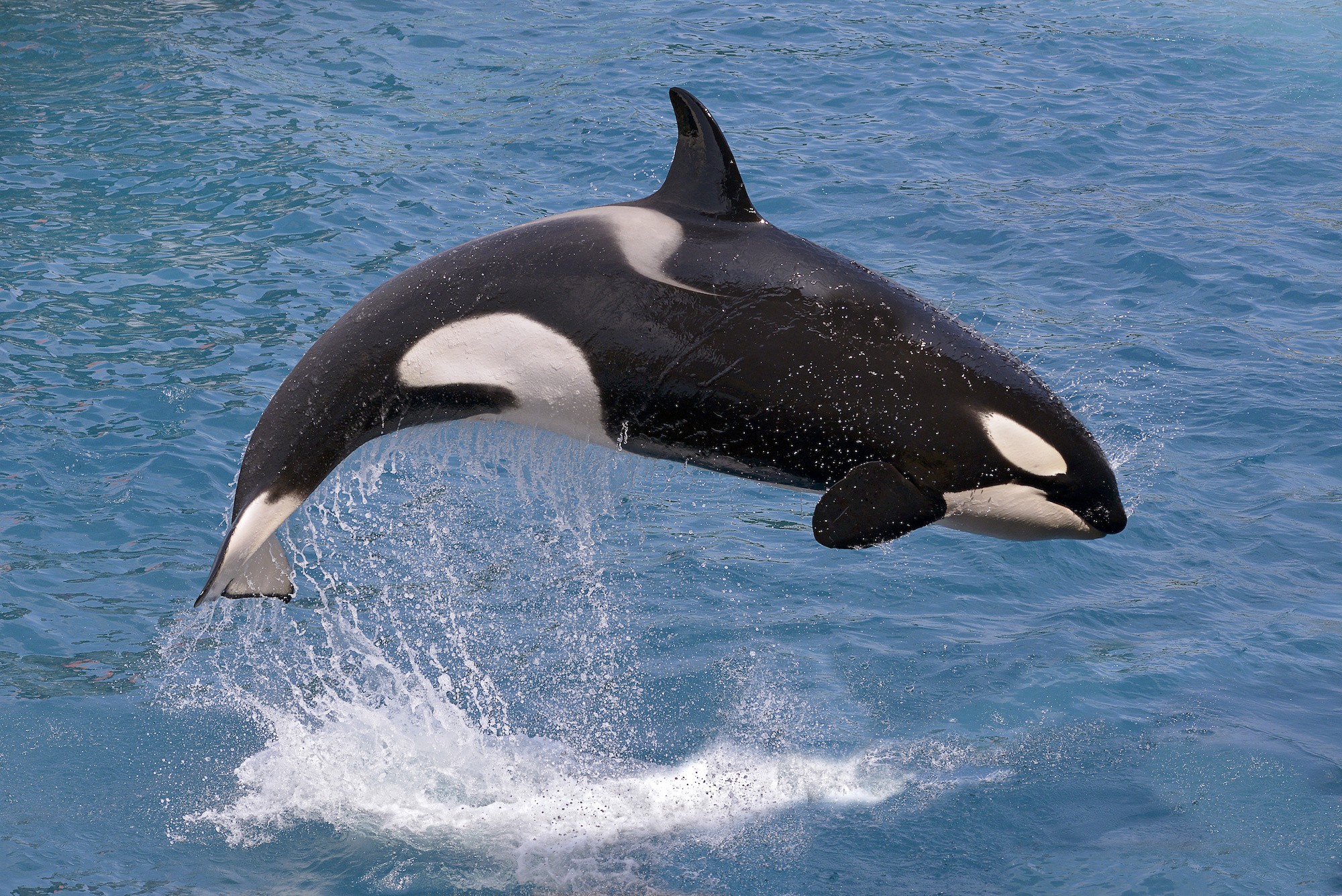 Orca pod swimming together