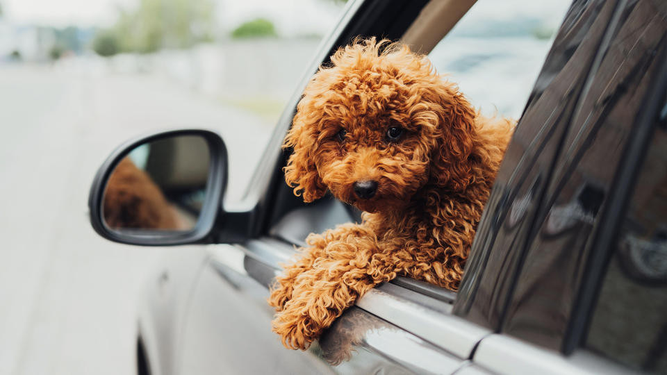 Toy poodle on a car seat, enjoying a car trip