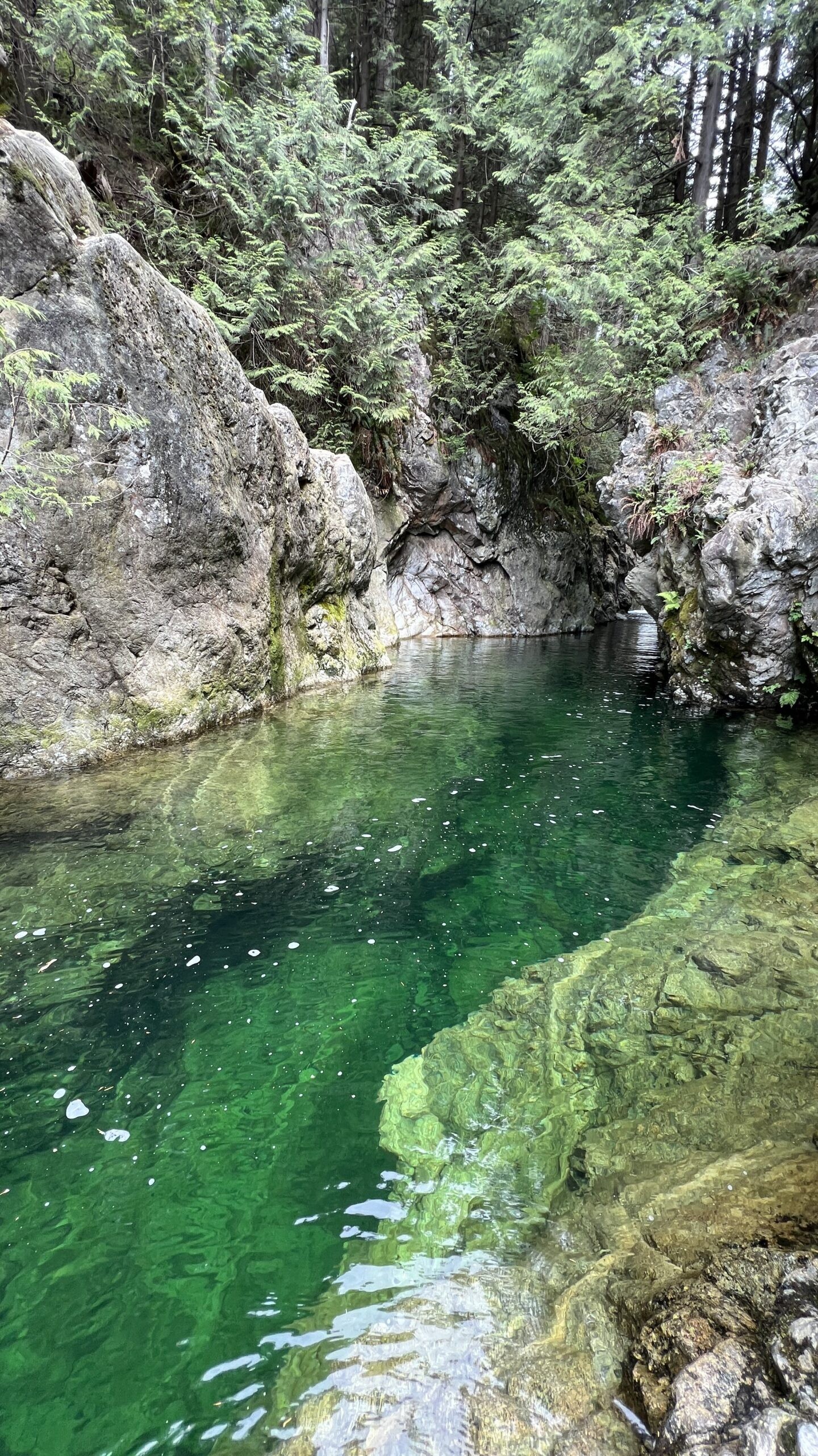 Clear green water in a natural pool surrounded by rocks and dense evergreen trees in a forest setting.