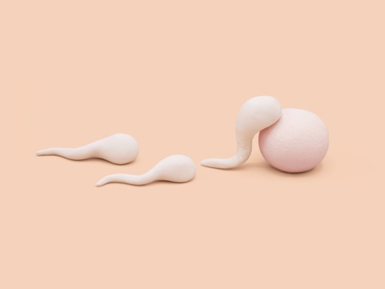 Sperm Journey to Egg