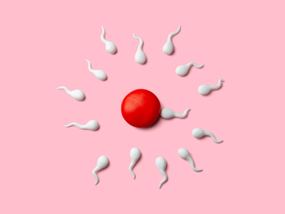 Diagram of the egg's zona pellucida preventing additional sperm entry after fertilization