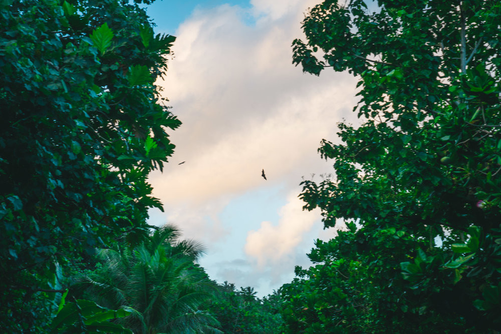 Coconut Crab in American Samoa