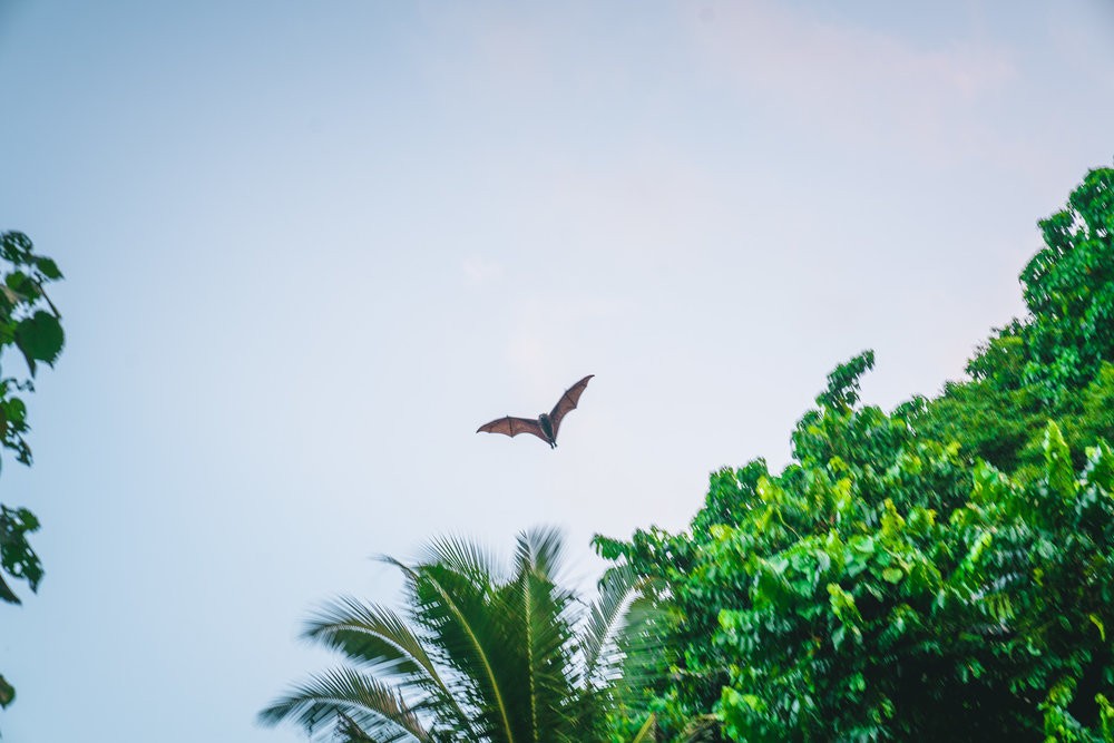 Fruit bats flying over Ofu Island