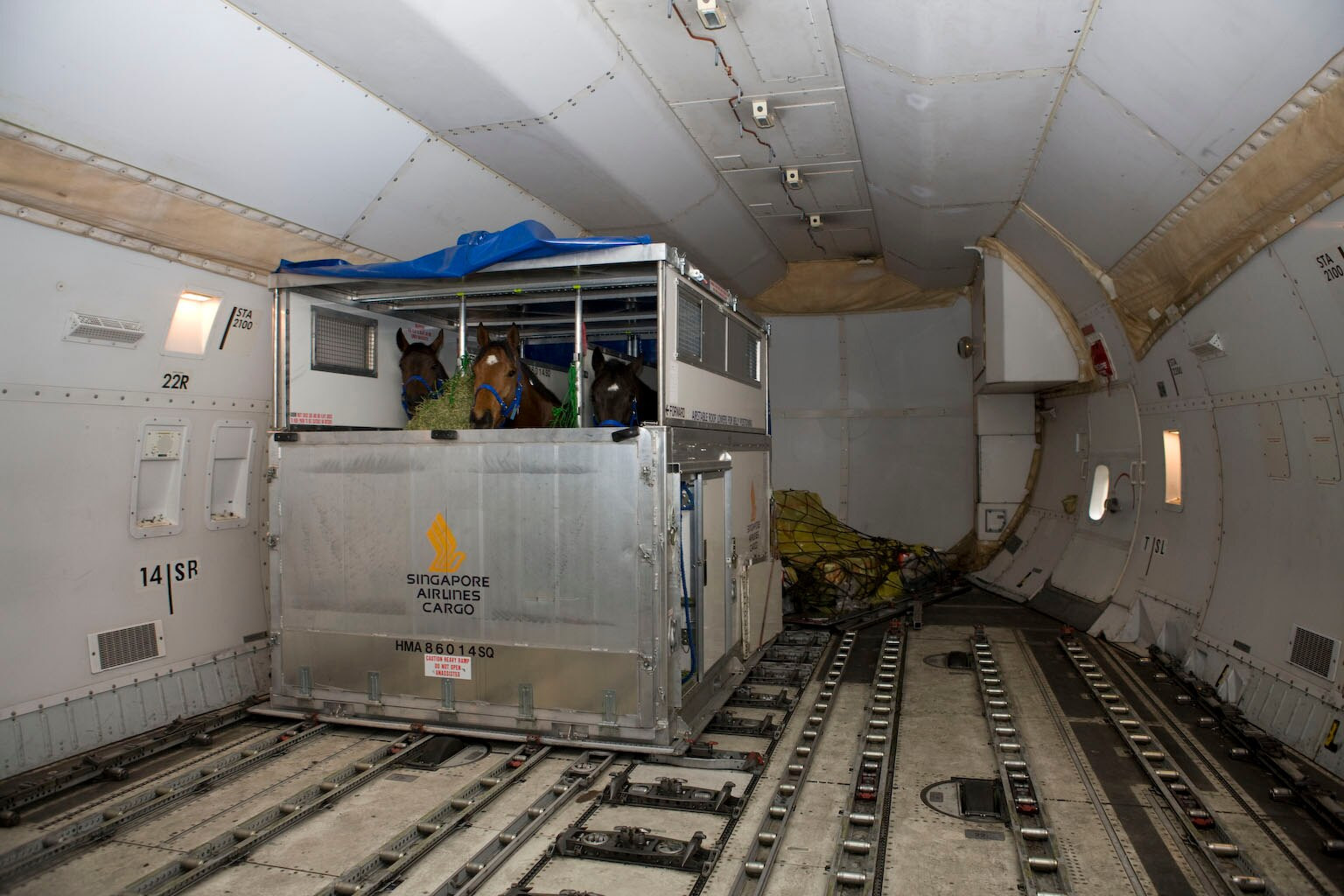 An interior shot of a cargo plane with a large metal stable containing three brown horses chewing on hay.