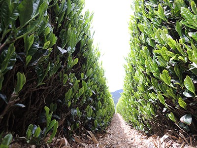 Tea Field