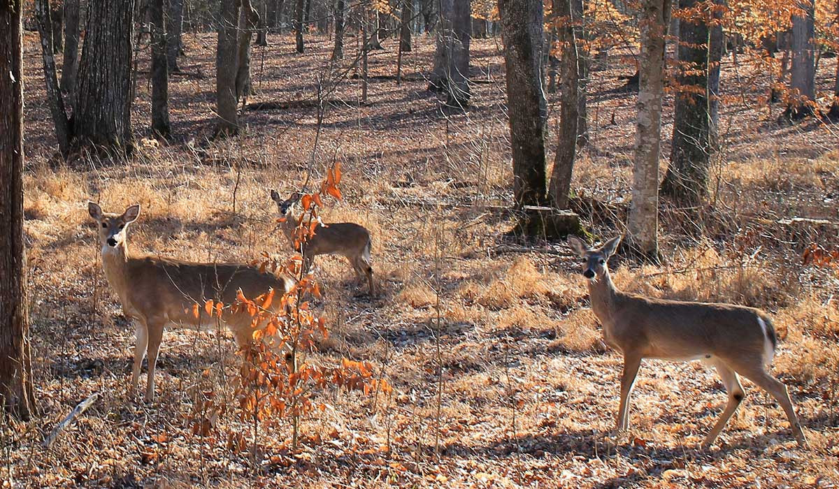Whitetail Does Less Movement in Wind