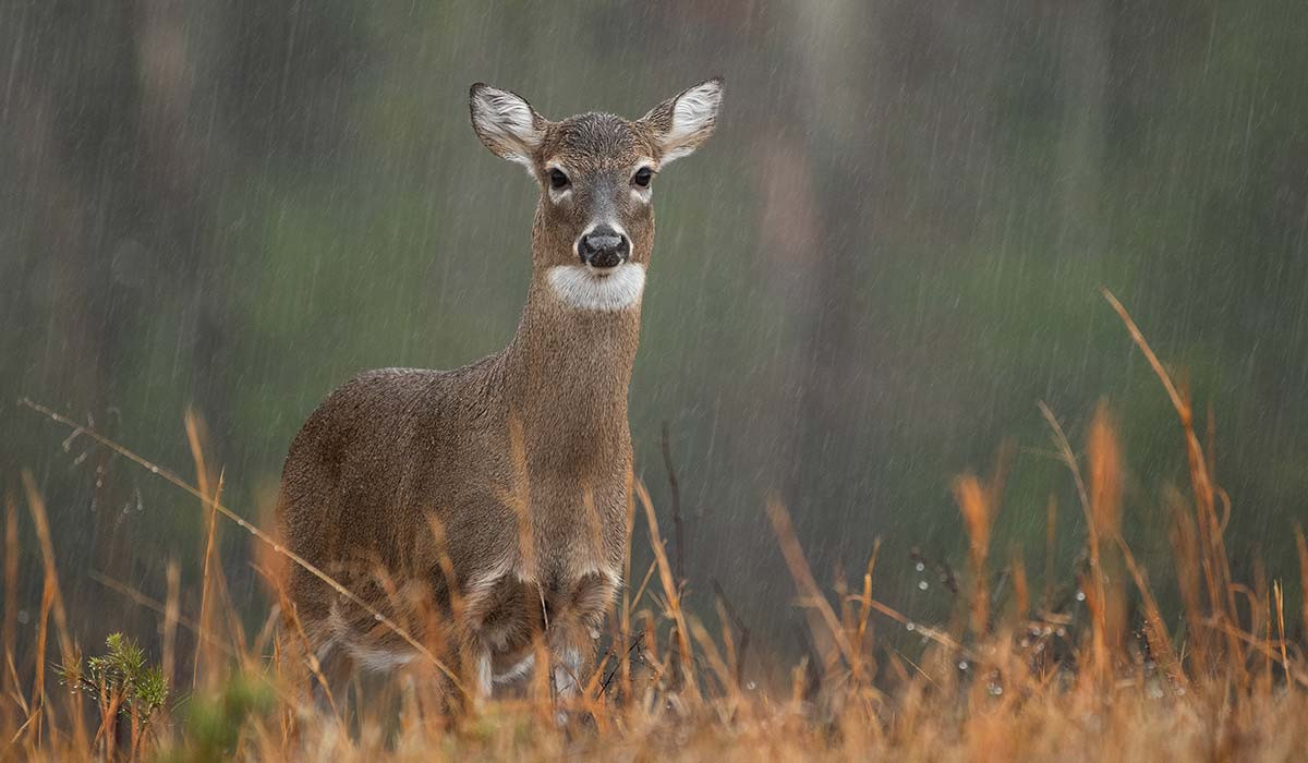 A whitetail doe stands in light rain looking across a field