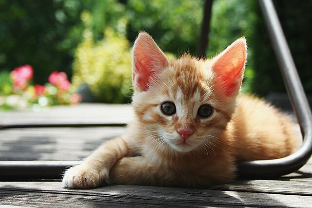 Cat sleeping peacefully