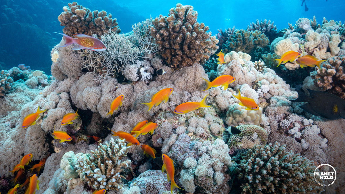 Coral reef and fish
