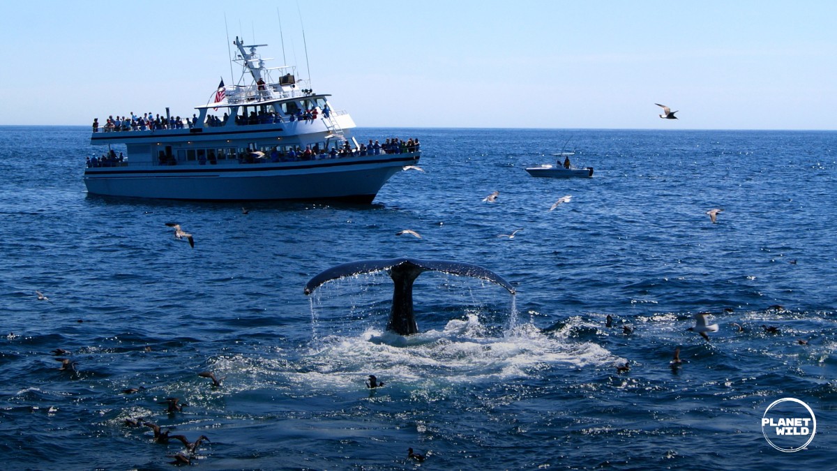 Whalewatching boat