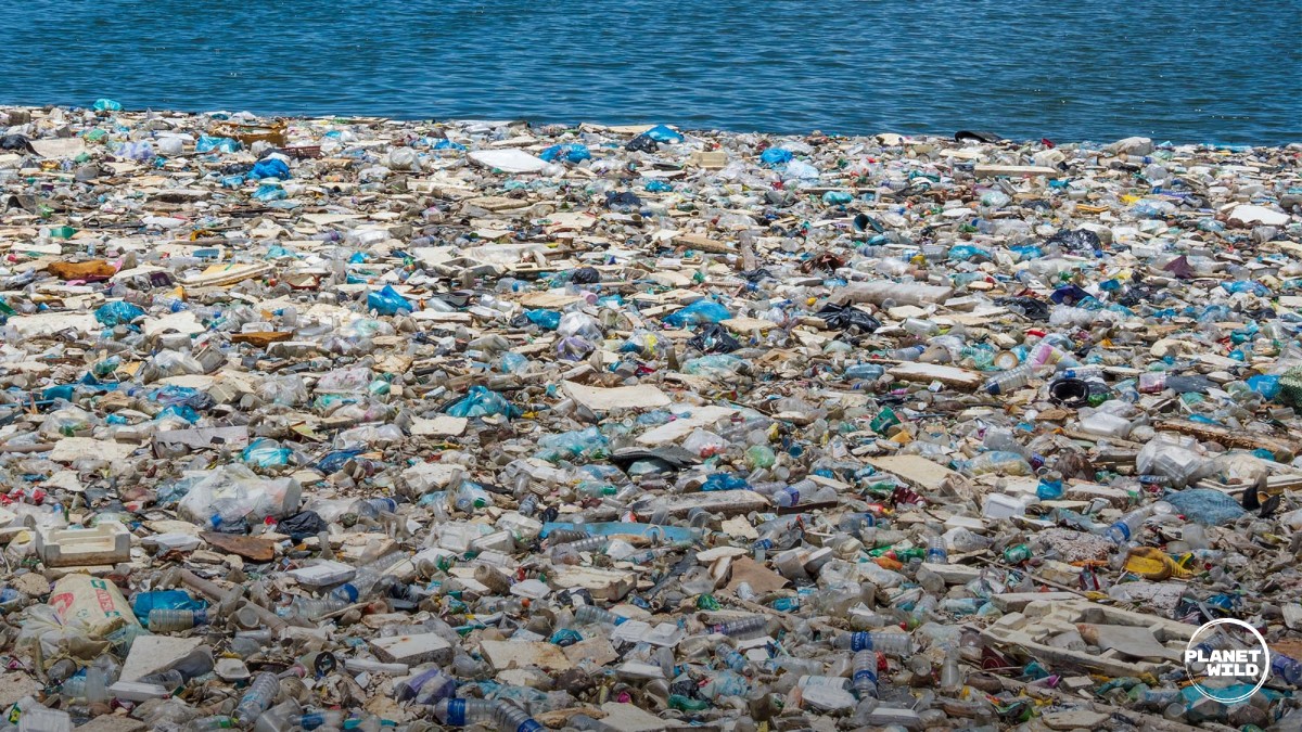 Plastic waste in the ocean, showing the severe impact of pollution on marine life