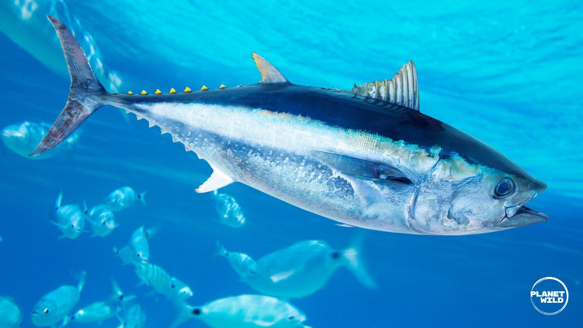 Bluefin tuna