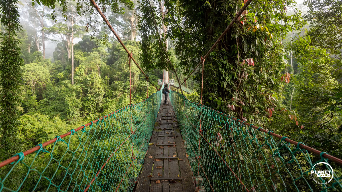 Woman enjoying a rainforest