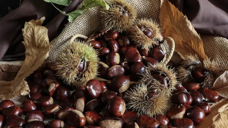 Corsican chestnuts