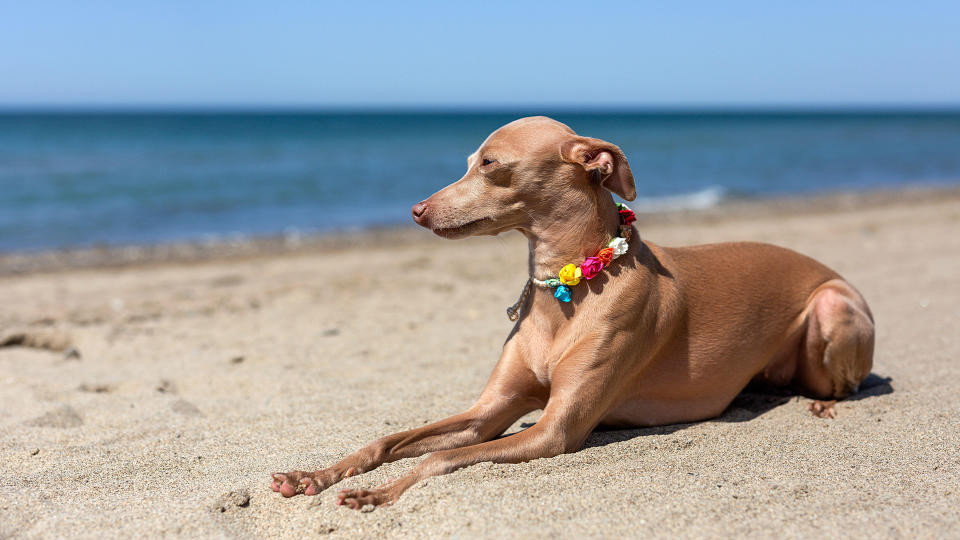 Italian Greyhound dog standing on a beach