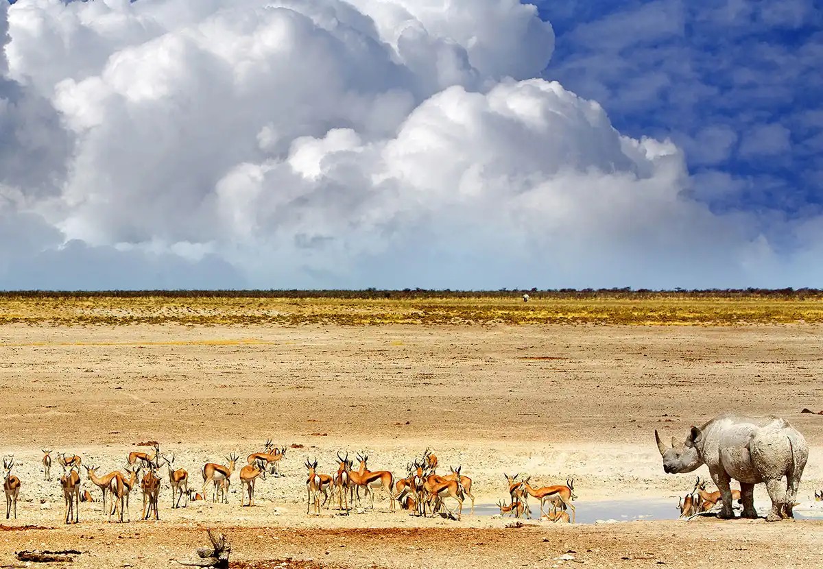 Etosha National Park Namibia tourism attraction: Diverse wildlife including elephants at a waterhole.