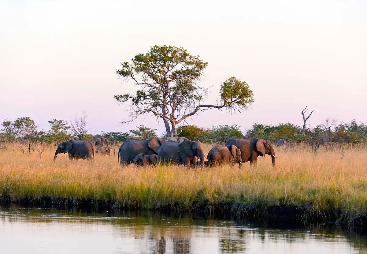 Caprivi Namibia tourism attraction: Lush floodplains and perennial rivers with abundant wildlife.