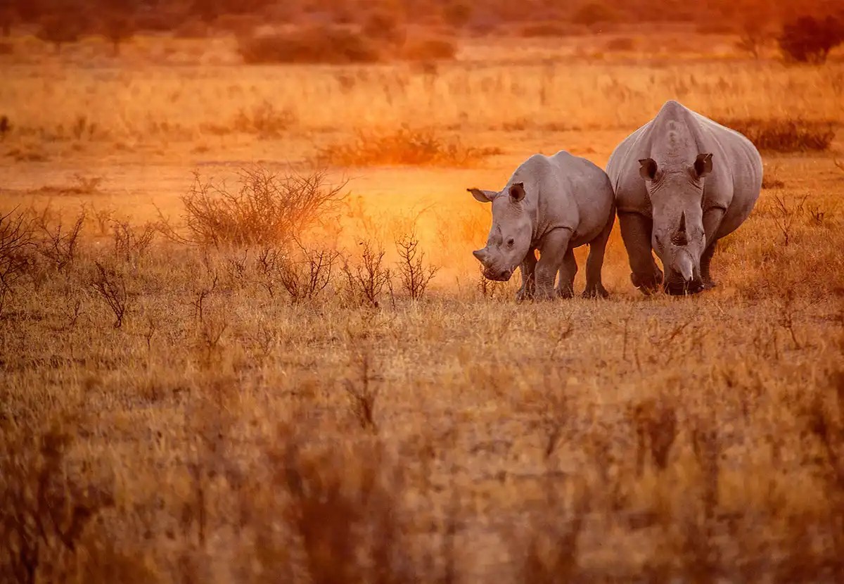 Damaraland Namibia tourism attraction: Desert-adapted elephants roaming in a rocky landscape.