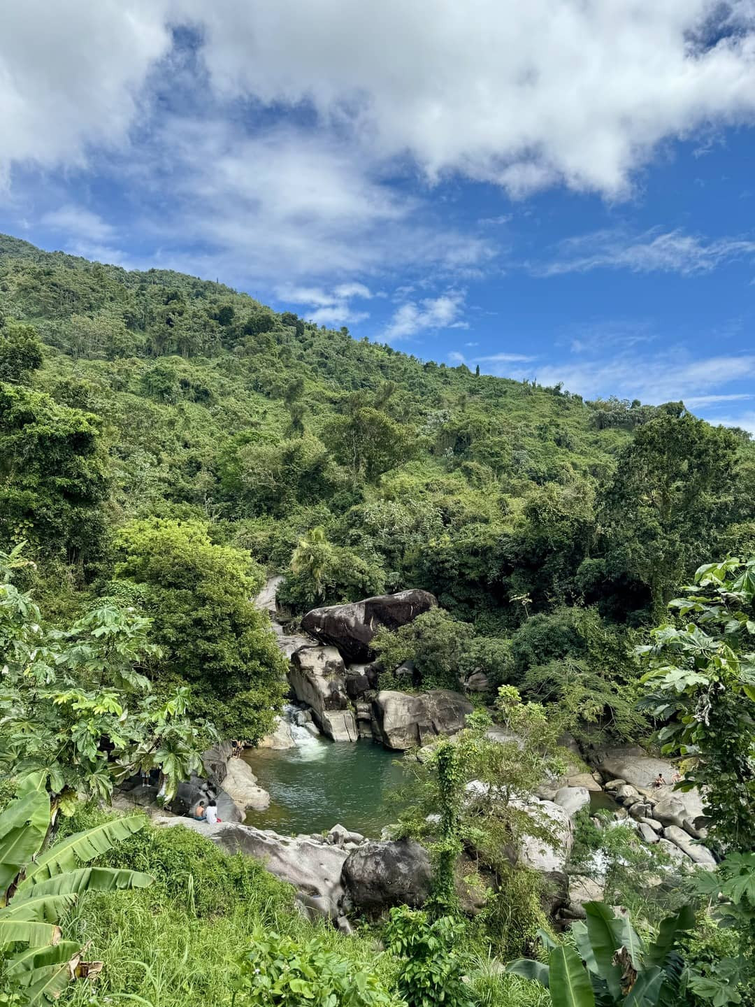 A river winds through a vibrant jungle, with abundant vegetation and towering trees lining its banks.