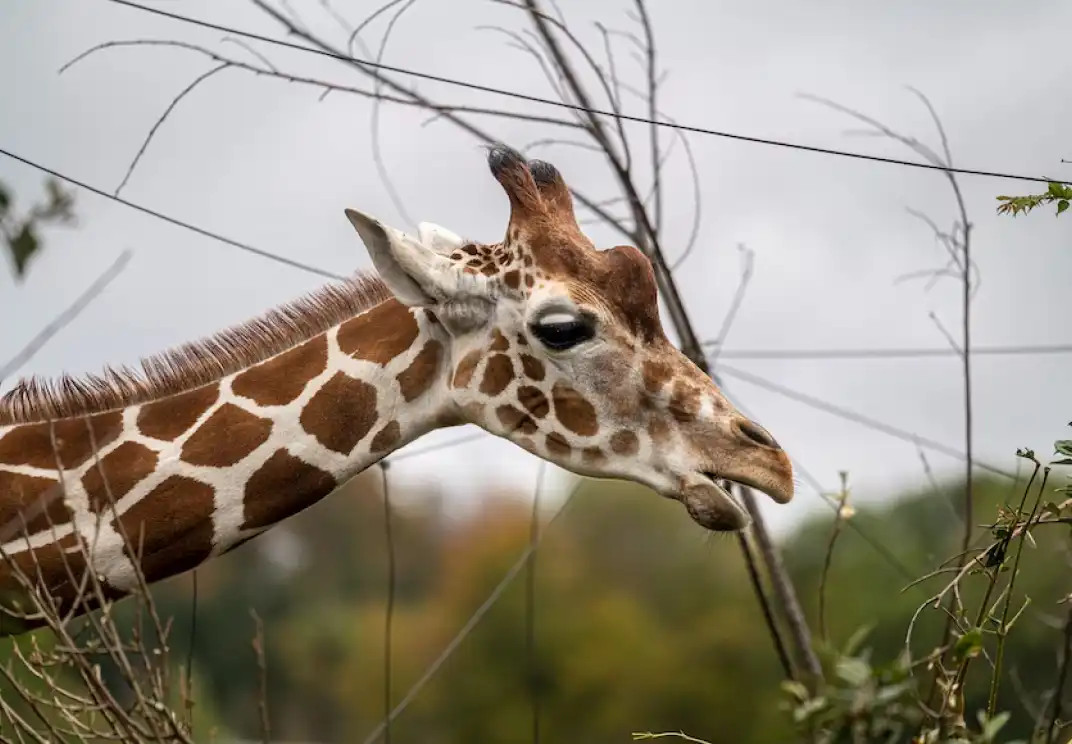 Giraffe stretching neck among tree branches in a blurry background