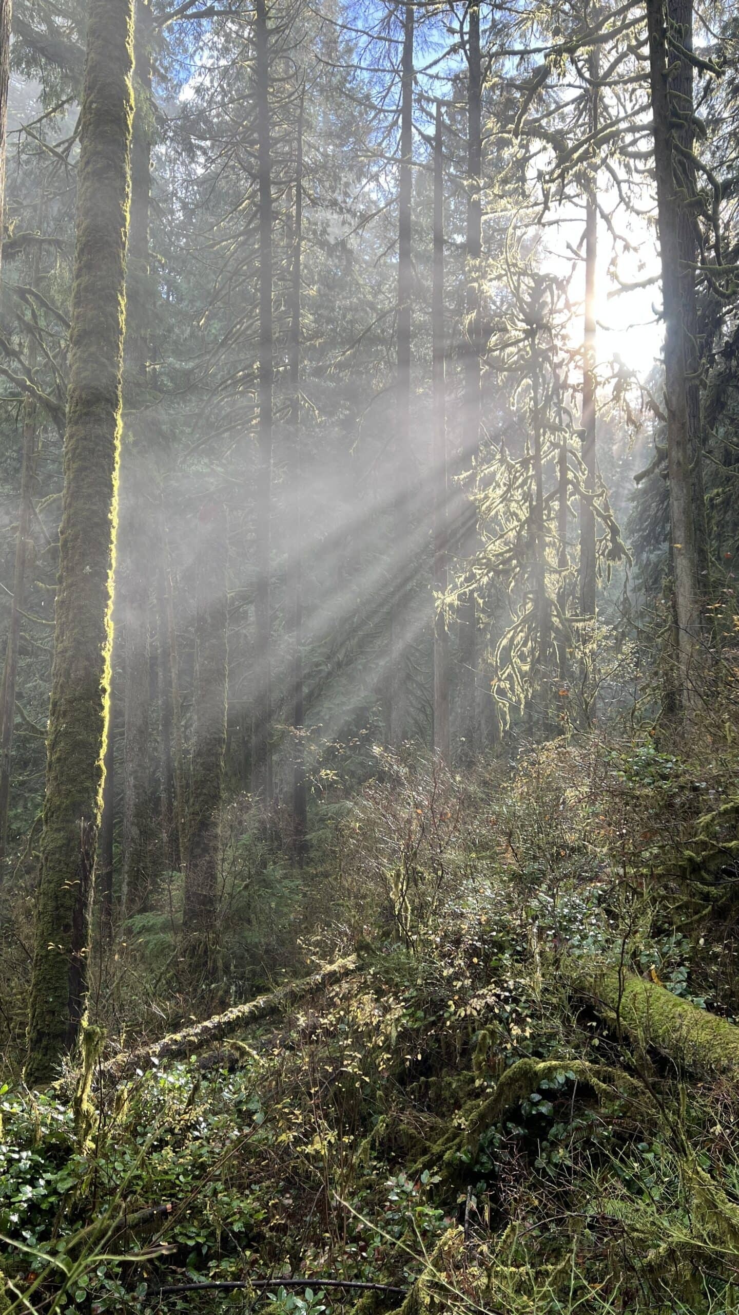 Sunlight filters through tall trees in a dense, mossy forest with rays of light illuminating the underbrush.
