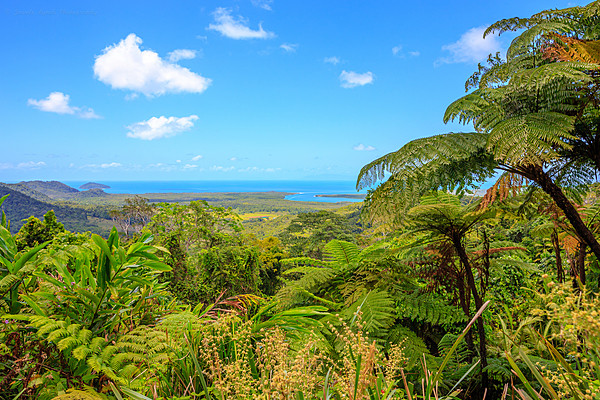 Cape Tribulation beach where rainforest meets the reef