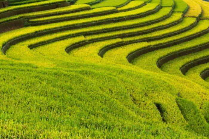 Terraced rice fields in Sapa offer a unique visual experience