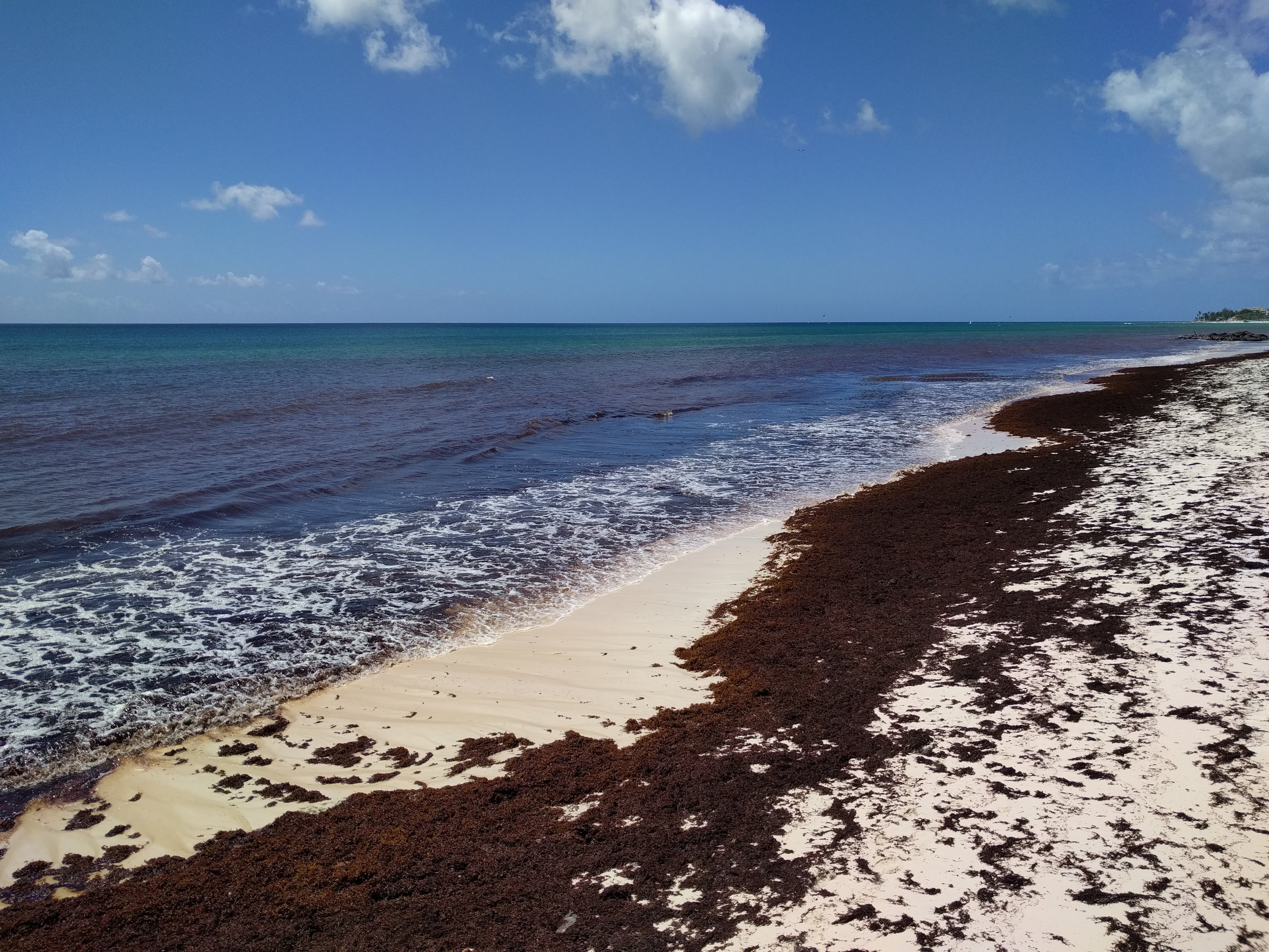 Sargassum seaweed on Welches Beach, a common issue affecting beaches in Barbados