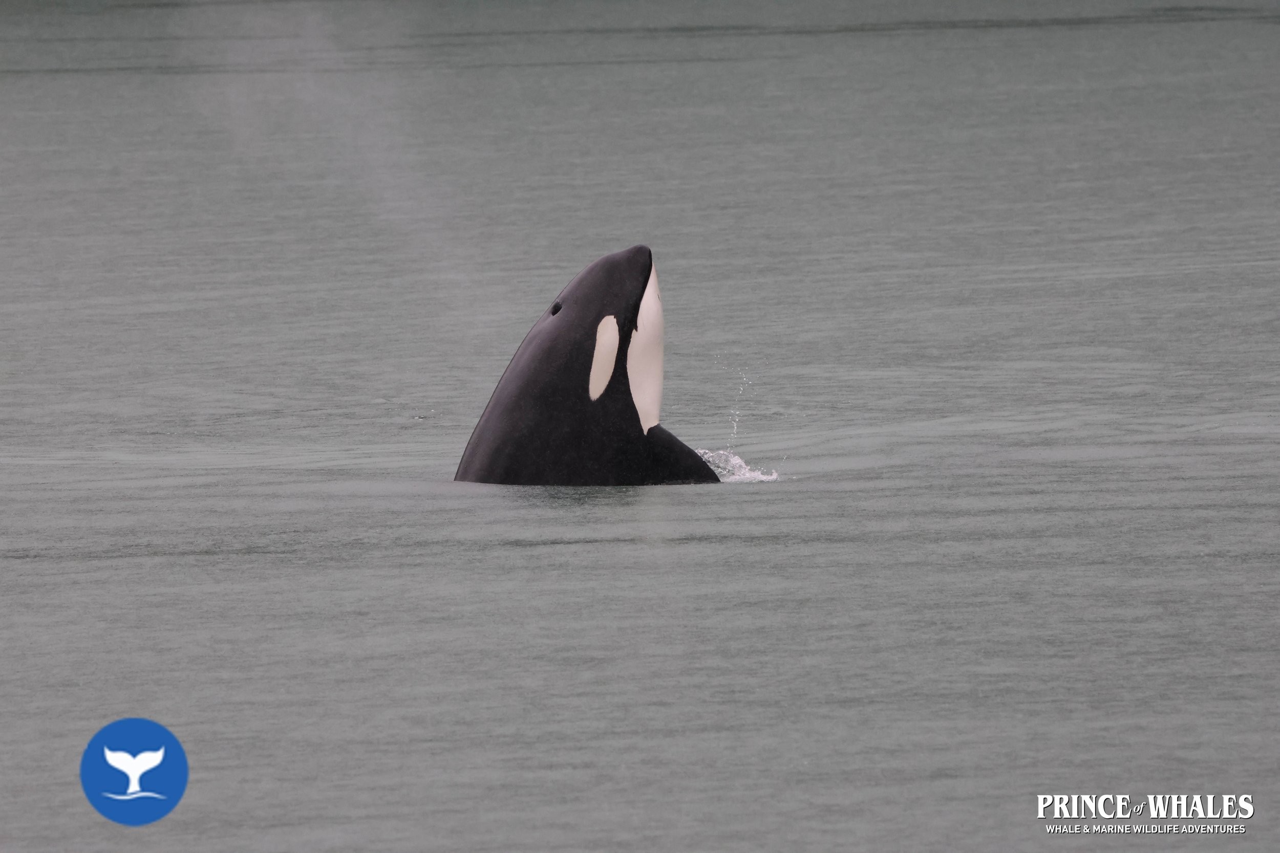 An orca pokes its head vertically above the waters surface in a calm, grey sea.