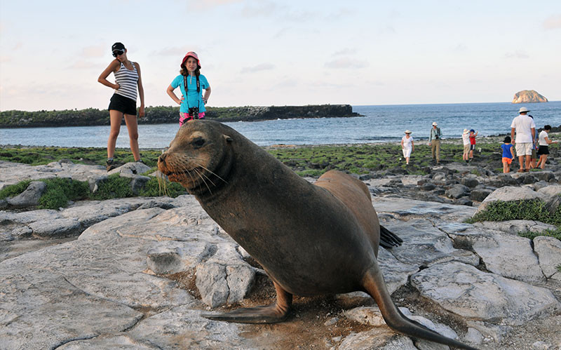 Galapagos Sea Lion