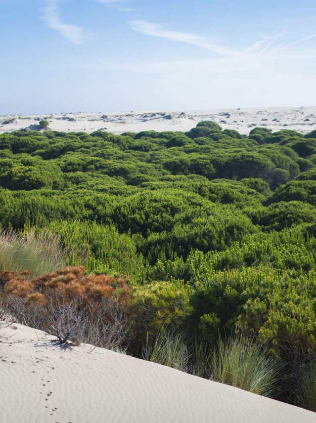 Doñana National Park, a protected wetland and biodiversity reserve in Huelva