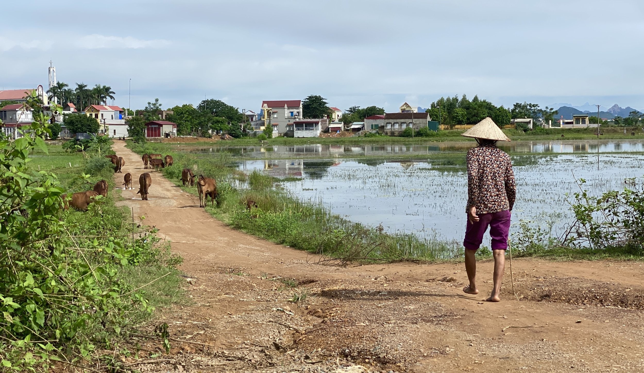 Panoramic view from Thuong Pagoda, Ninh Binh, showcasing rice paddies and karst mountains