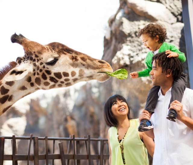 Close up on a person feeding a giraffe with the Houston Zoo in the background, Alt Text Houston Zoo Giraffe Feeding