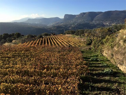 Vineyard in Bellet