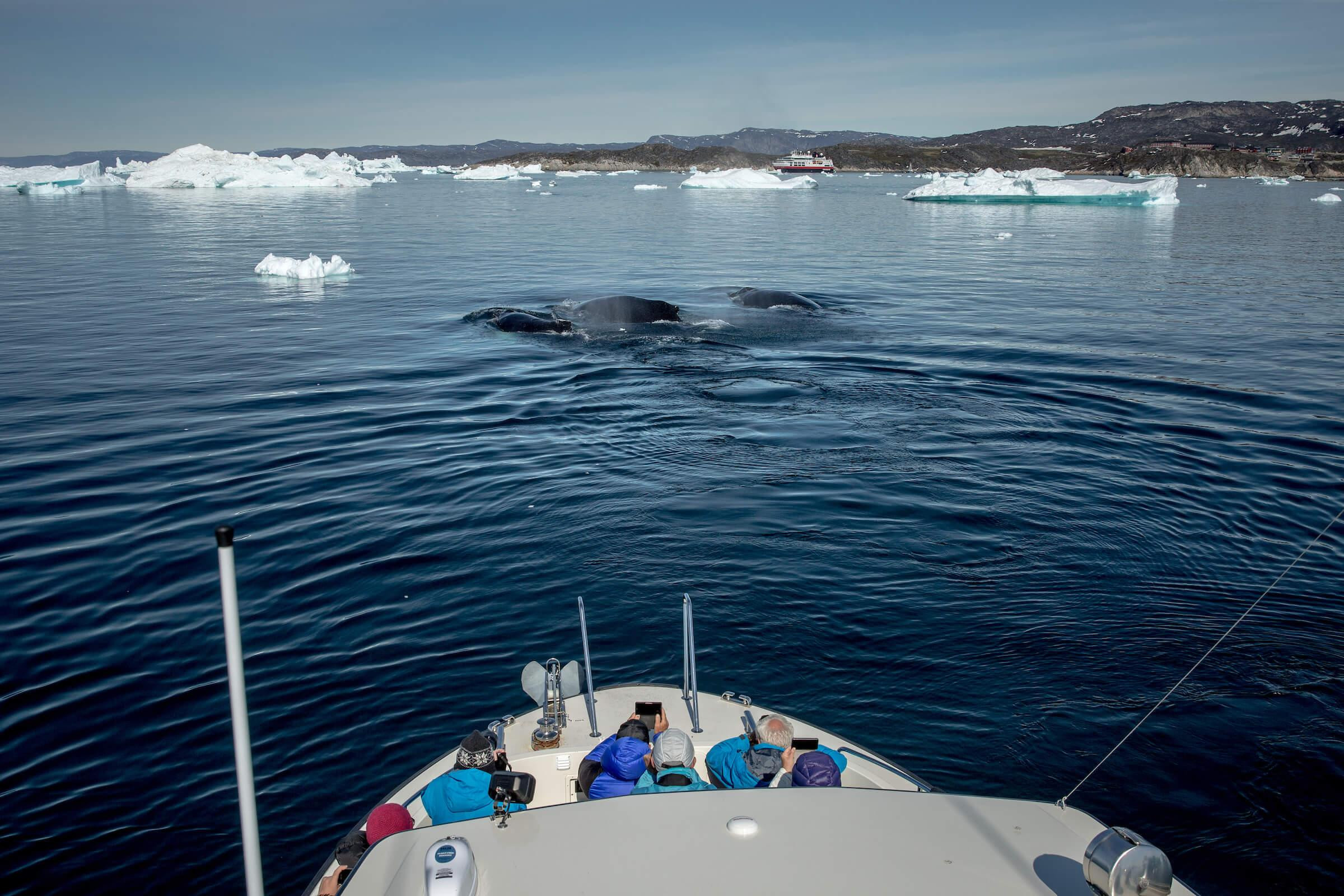A whale safari near Ilulissat in Greenland. Photo by Mads Pihl