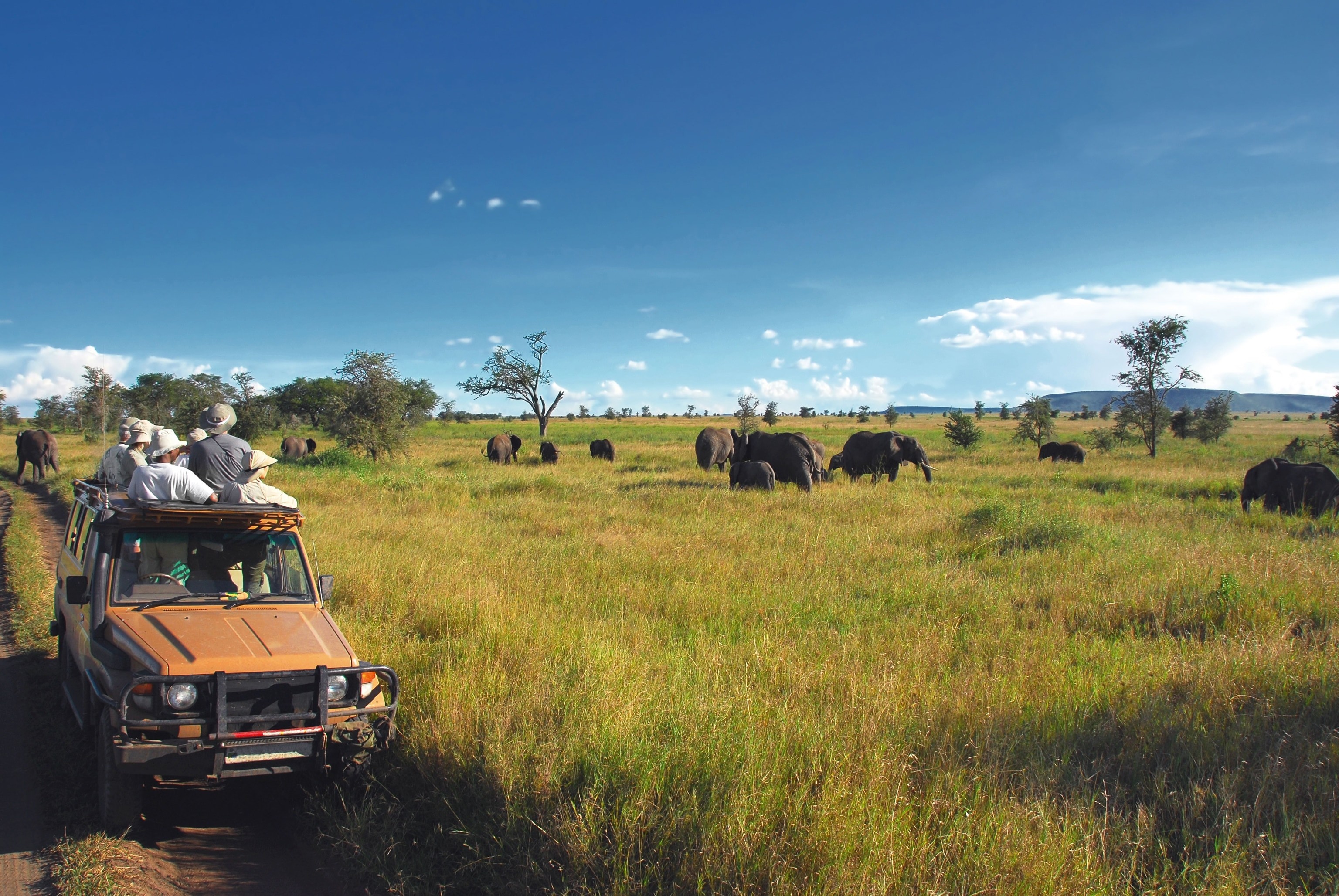 elephants in Tanzania a coveted safari experience